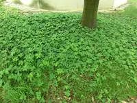 CIMG7576.webp