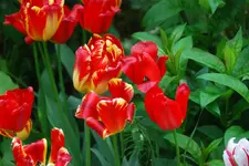 DSC_0359.2.webp