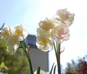 DSC_0259.2.webp