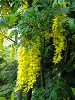 DSCN8041.webp