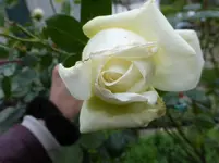P1080001.webp