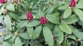 003.webp