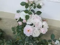 036.webp