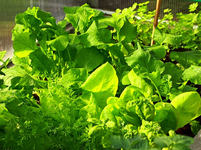 Salat_Radies_Mähren_Kräuter_grün_13050214_600.webp