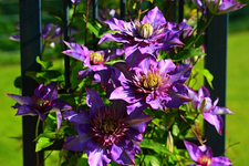 Multi Blue_purple_lila_13052014_600.webp