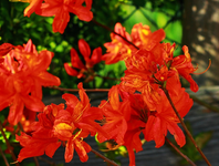 Sunny Boy_orange_rot_13052014_700.webp