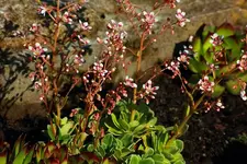pink-weisse Saxifraga blüht_600.webp