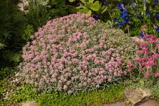 Stg 14-05-11-2129.webp