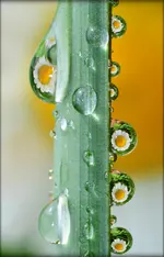 stiehl.webp