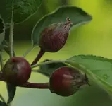 Apfel Braeburn.webp