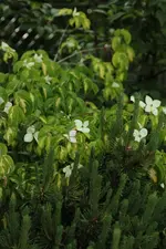 Hartriegel 140513.webp