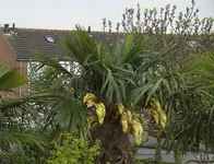 sind das Bananen.webp
