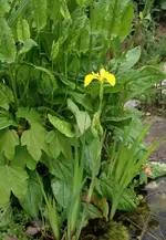 Wasseriris.webp