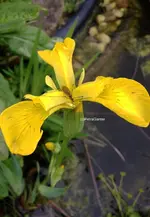 Wasseriris2.webp