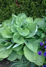 Hosta.webp