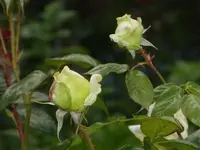 P1080103.webp