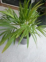 Zimmerpflanze65.webp