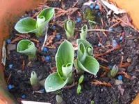 blue mouse ear_1024x768.webp