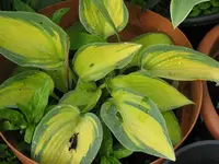 drinking gourd_1024x768.webp