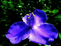 _blaue Dreimasterblume.webp
