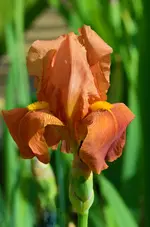 DSC_0177.webp