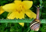 schnecke mit Tropfen.jpg