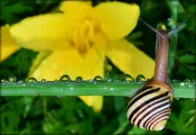 schnecke mit Tropfen.webp