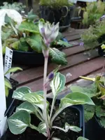 DSCF6056.webp