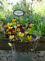 Ackerhornveilchen2.webp