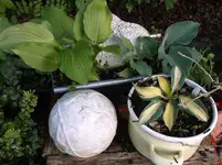 DSCF6036.webp