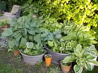 DSCF6038.webp