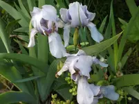 DSCF6021.webp