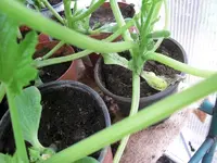 CIMG9128.webp