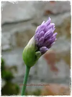 19.webp