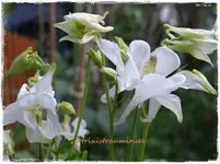 22a.webp