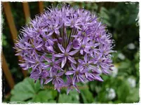 25.webp