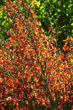 Ginster Karneval_multicolor_bunt_500.webp