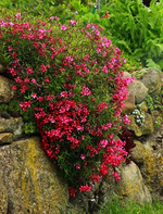 Polsterphlox pink_500.webp