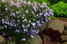 Polsterphlox_blau_lila_640.webp