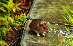 Maus_mouse_im Garten_braun2_900.webp