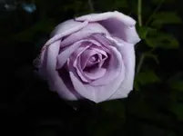 P1080226.webp
