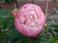 P1080041.webp