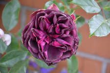 DSC_1372.webp