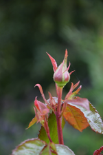 DSC_1374.webp