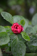 DSC_1376.webp