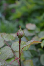DSC_1380.webp