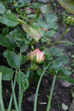 DSC_1382.webp