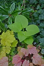 Golden Fascination.webp