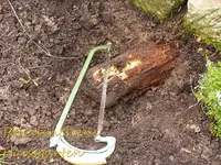Wurzel.webp