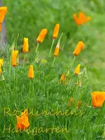 California Mohn.webp